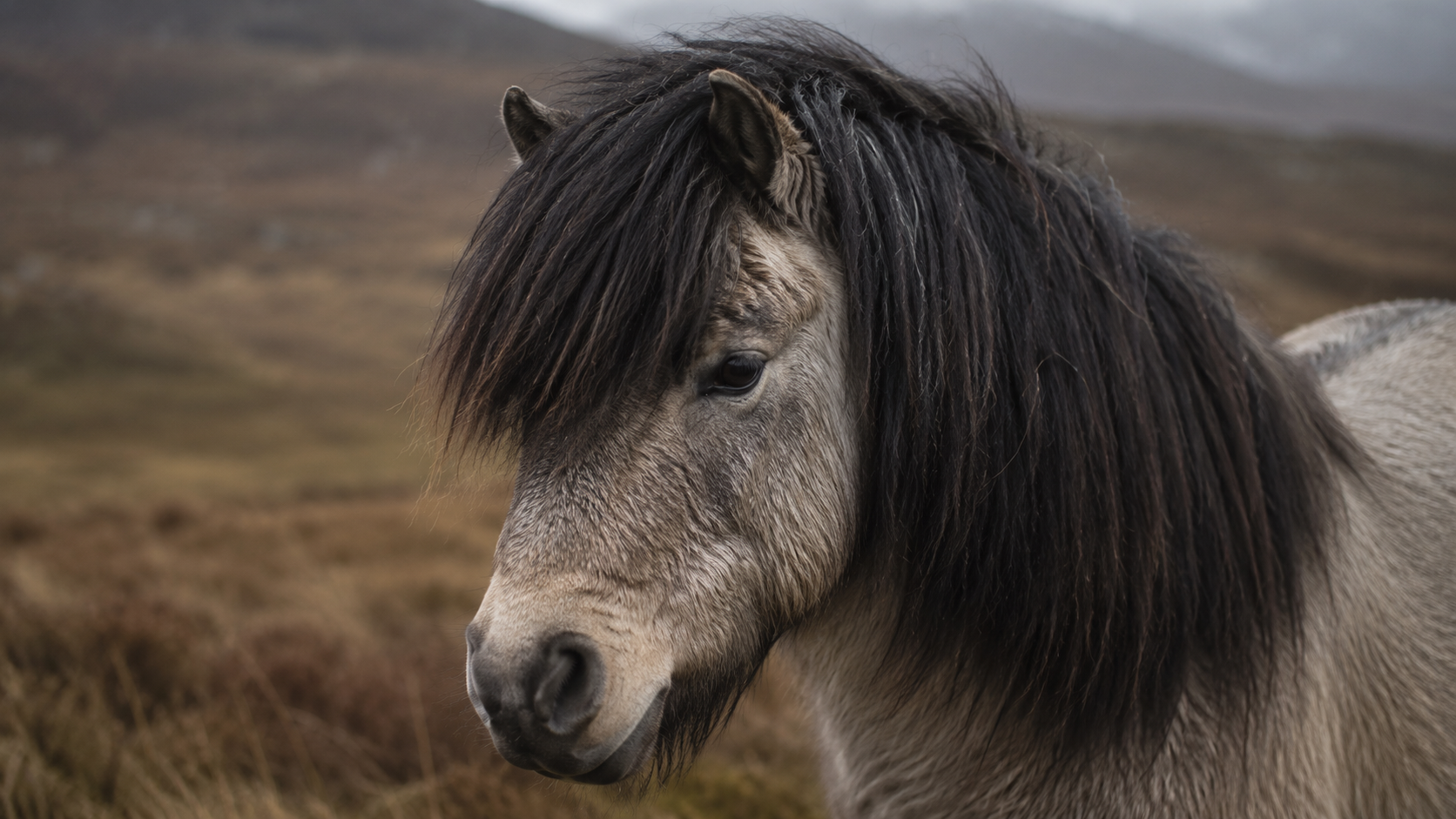 Poney Highland