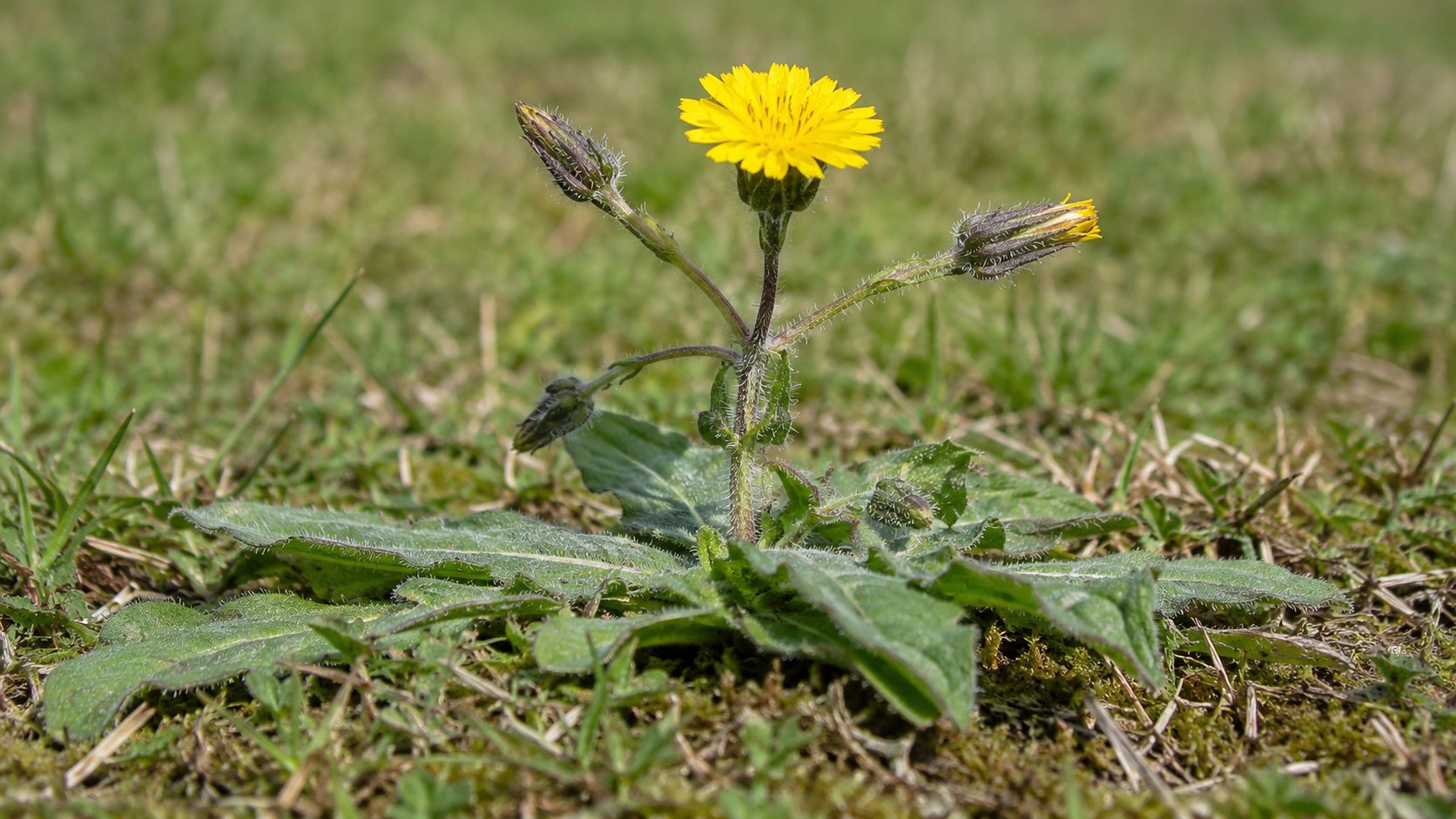 Porcelle enracinée en fleurs dans une prairie pâturée, fleur jaune ressemblant à un pissenlit sur tige ramifiée et rosette de feuilles velues au sol