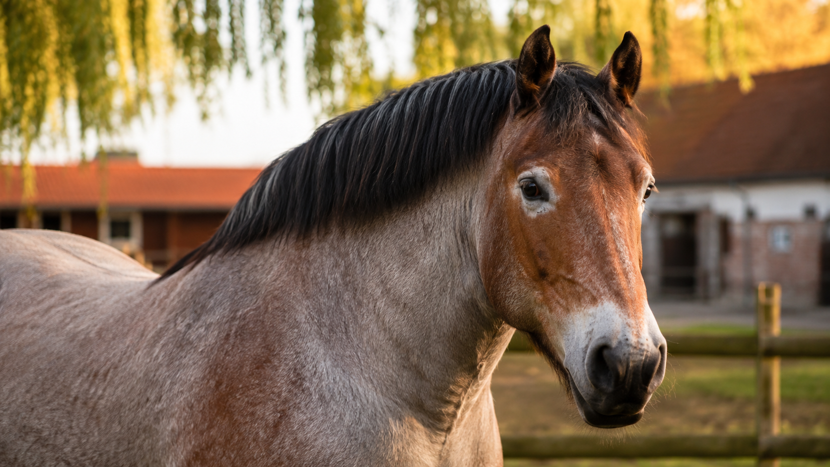 Trait belge