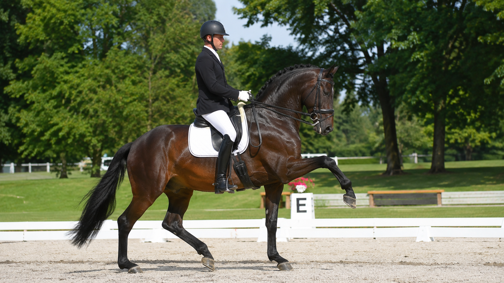 Cheval Westphalien bai au passage lors d'une reprise de dressage