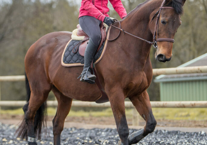 Pension chevaux EquiN&rsquo;ature