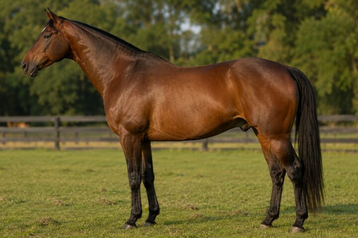 Le Trotteur américain (Standardbred)
