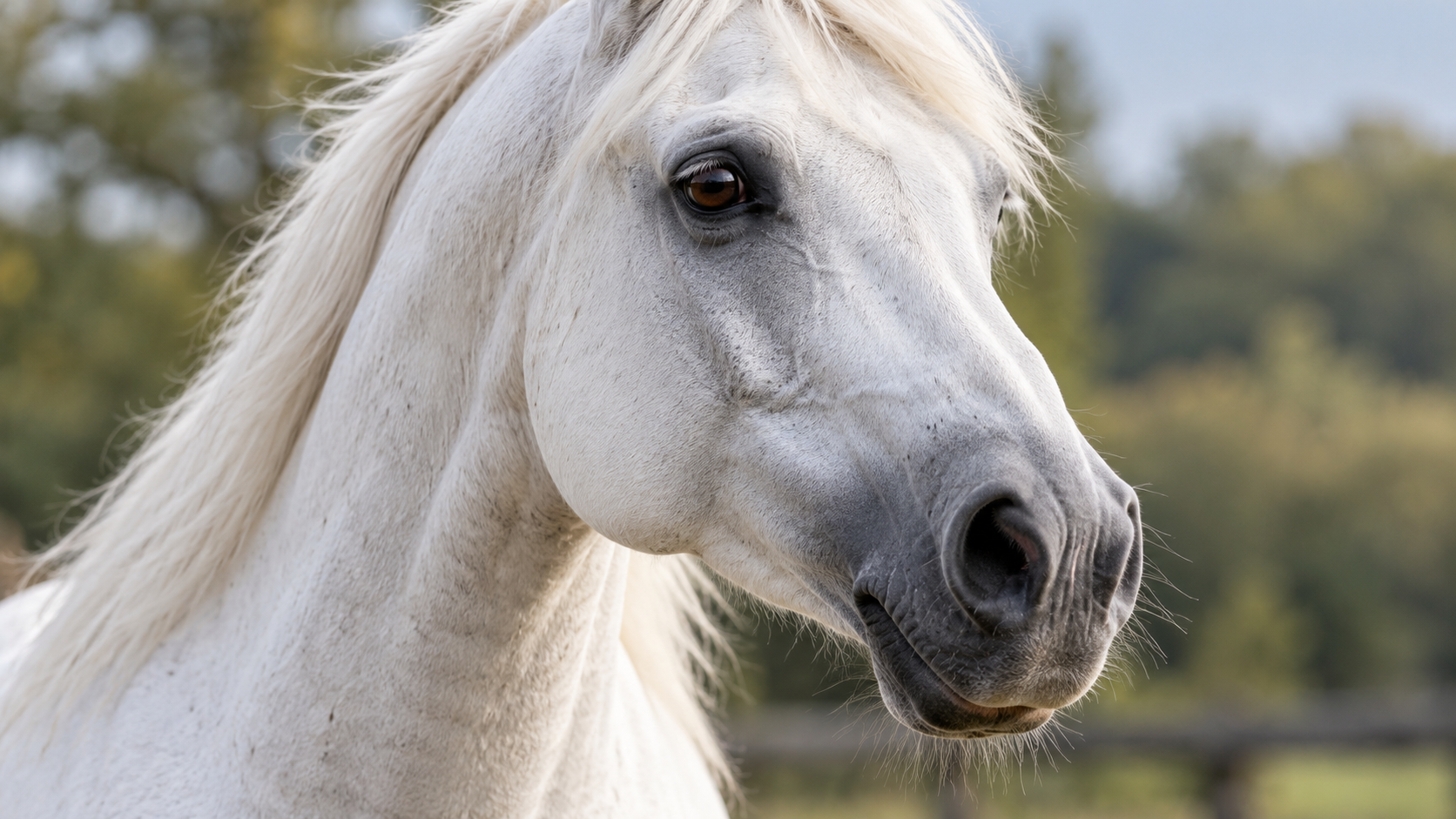 Gros plan du museau d'un cheval gris clair : la peau reste foncée sous les poils blancs