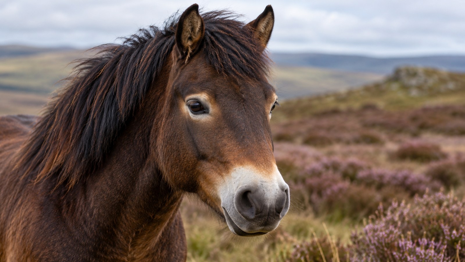 Poney Exmoor