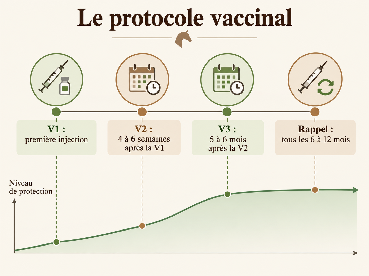 Schéma de la primo-vaccination du cheval : V1, V2 à 4-6 semaines, V3 à 5-6 mois, puis rappels tous les 6 à 12 mois