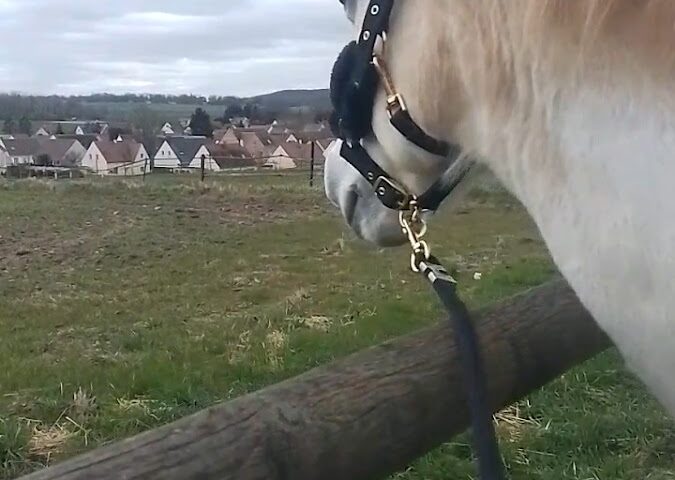 Poney Club Saint Jones